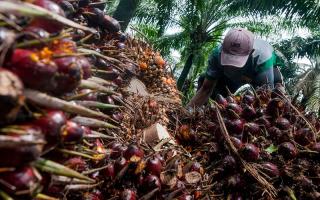 Harga CPO Kembali Turun dan Berakhir Terkoreksi tipis, Malaysia di Terpa Krisis