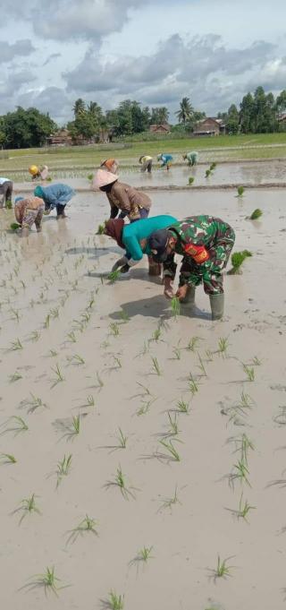 Anggota Babinsa Turun Kesawah Mendampingi Warga Desa Binaannya