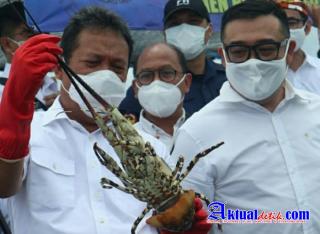 Menteri KKP Lepas Ekspor Perdana Lobster Budidaya GPLI di Bali