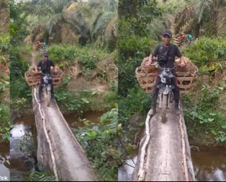 Aksi Pria Ini jadi Viral, Kuli Sawit Lewati Jembatan Sebatang Kayu